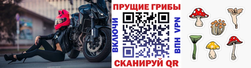 Псилоцибиновые грибы Cubensis  Купить  Лесной 